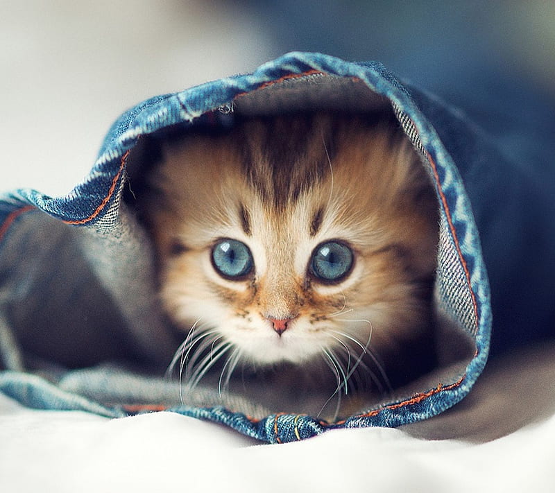 Cute Kitten, animal, blue, cat, eyes, new, nice, whiskers, HD wallpaper