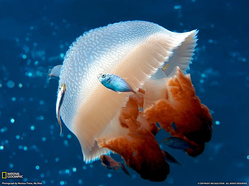 mosaic jellyfish- National Geographic selected, HD wallpaper