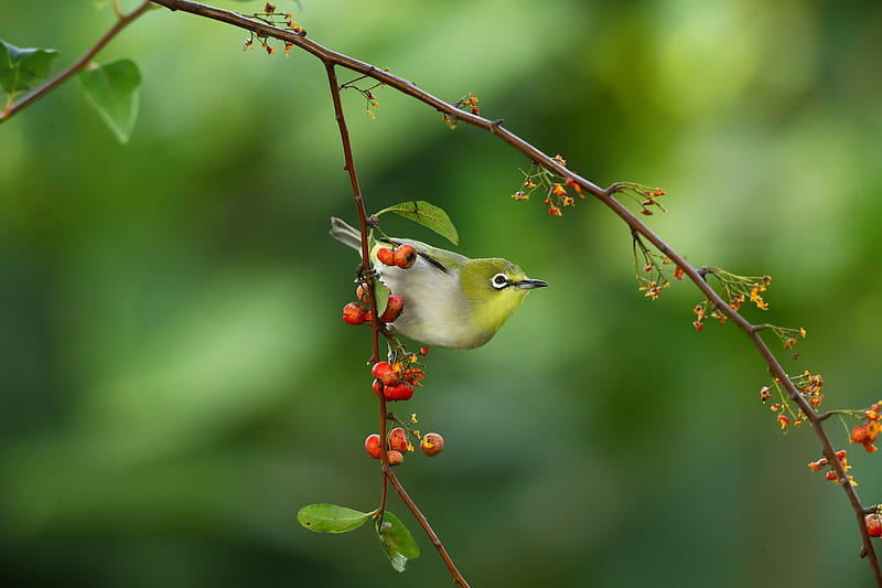 Birds, Japanese white-eye, Berry, Bird, Branch, Japanese White-Eye, HD wallpaper