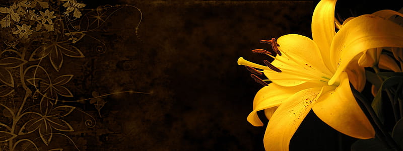 Lily in the dark, graphy, dark, flower, lily, yellow, abstract, HD wallpaper