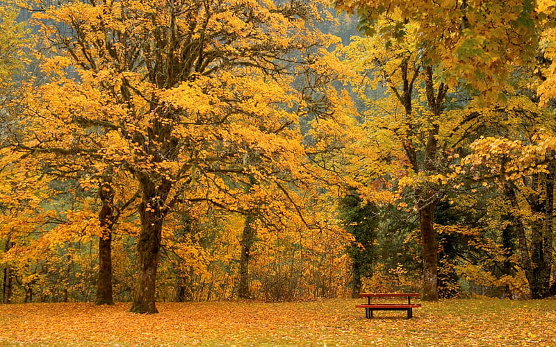 autumn maples in newhalem washington, forest, maples, autumn, picnic table, HD wallpaper
