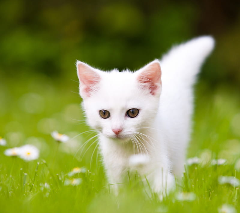 Kitty in Grass, cat, cute, grass, nature, small, white kitty, HD wallpaper