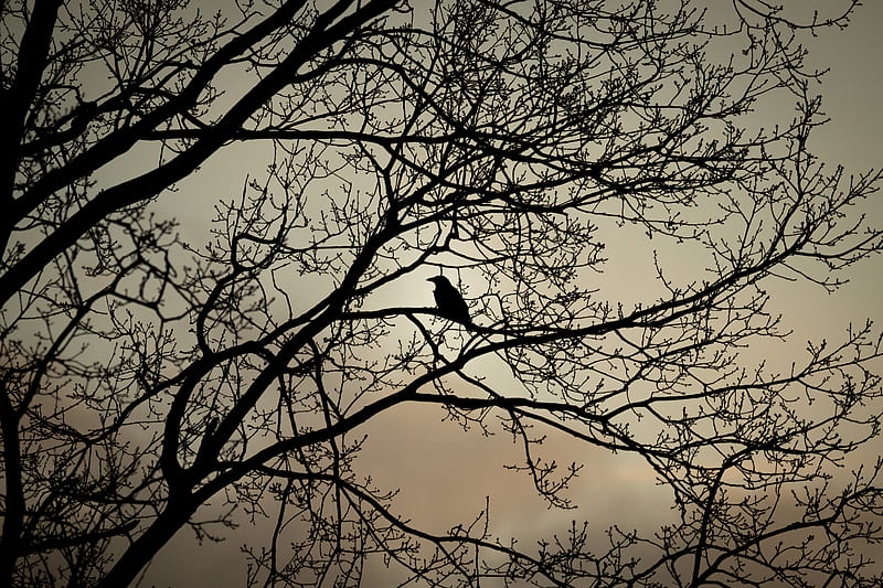 crow, bird, branches, bw, HD wallpaper