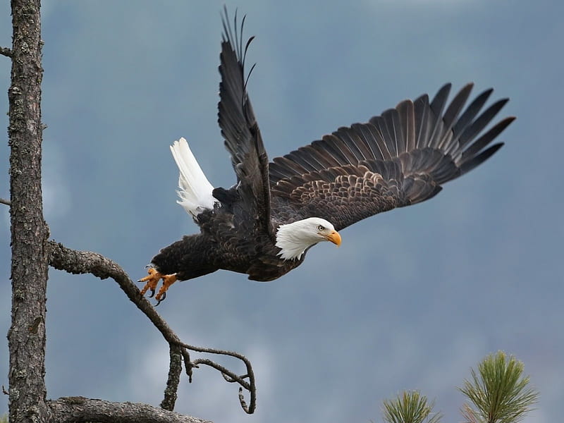 Vuelo de águila calva, águila, pájaro, animal, vuelo, Fondo de pantalla HD  | Peakpx