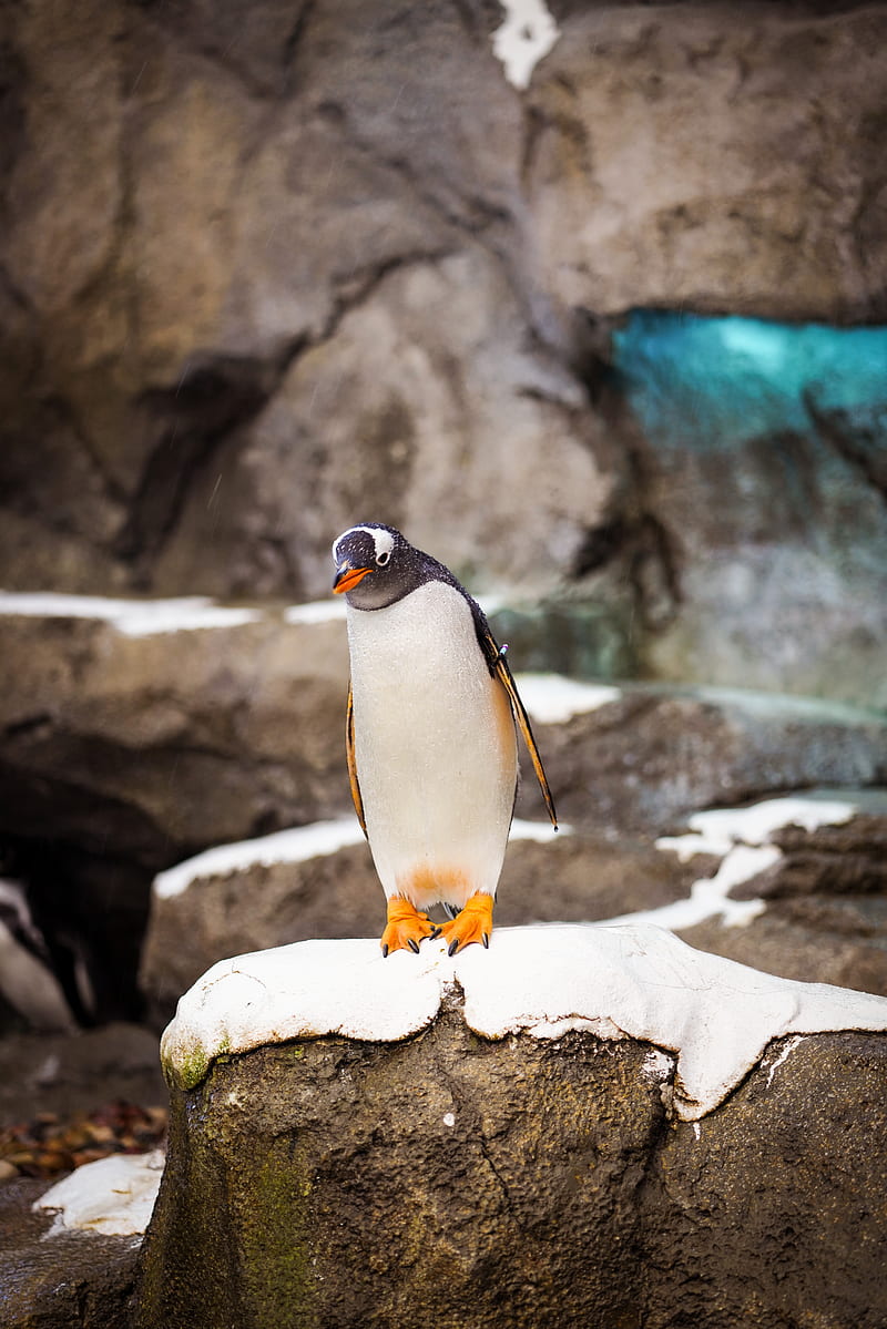 penguin, bird, stone, wildlife, HD phone wallpaper