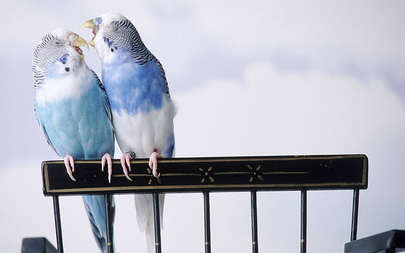 cantankerous parakeets-Animal, HD wallpaper