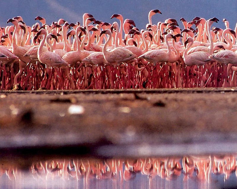 flamingo flock, pink, necks, feathers, long, HD wallpaper