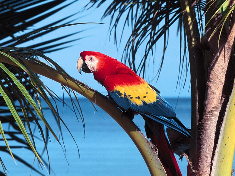 Untitled , scarlet macaw, macaw, paroquet, parrot, HD wallpaper