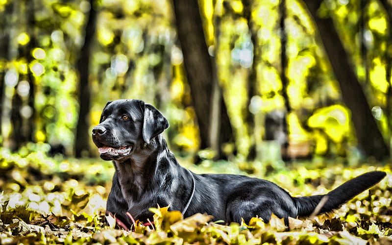 black retriever, autumn, retriever, pets, bokeh, close-up, labradors, black dog, cute animals, black labrador, HD wallpaper