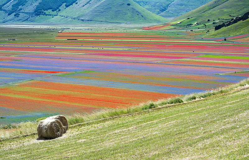 Multicoloured meadows, Castelluccio, Multicoloured, Meadows, Plains, HD wallpaper