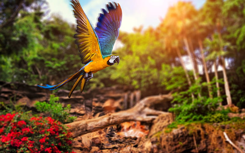 macaw, parrot, tropics, birds, wildlife, HD wallpaper