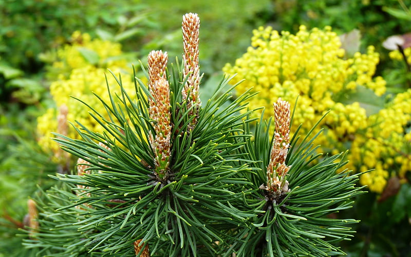 Pine, flowers, nature, spring, HD wallpaper | Peakpx