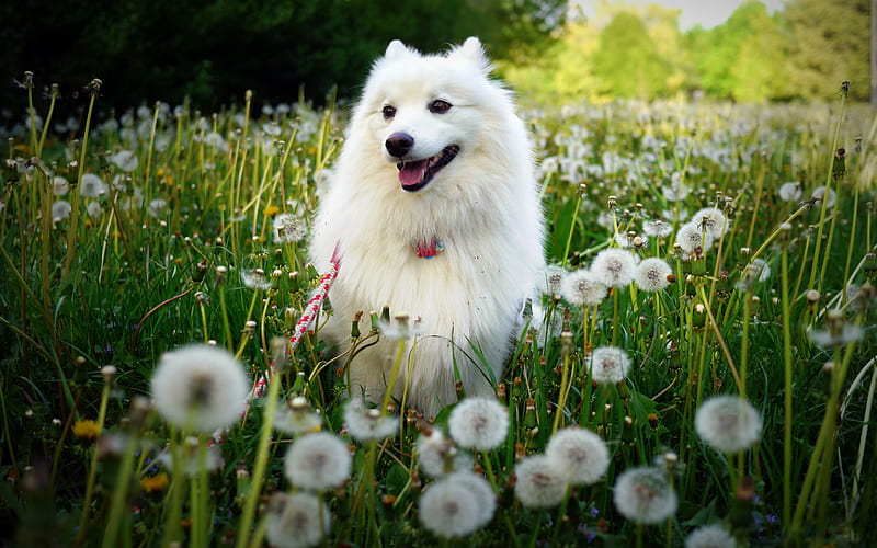 Samoyed, white fluffy dog, green grass, pets, dogs, cute animals, breeds of kind dogs, HD wallpaper