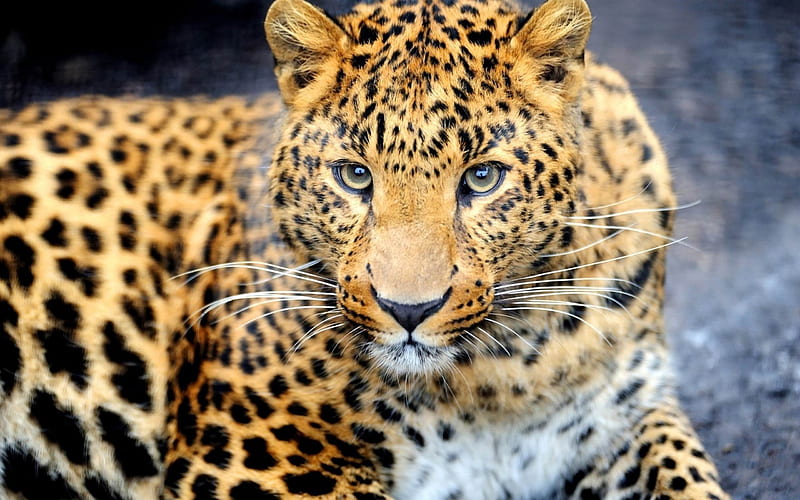 leopard muzzle eyes-, HD wallpaper