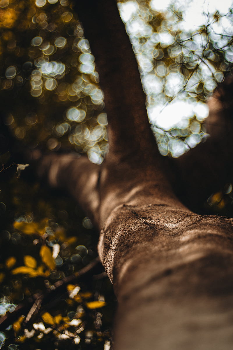 tree, trunk, bark, macro, blur, HD phone wallpaper