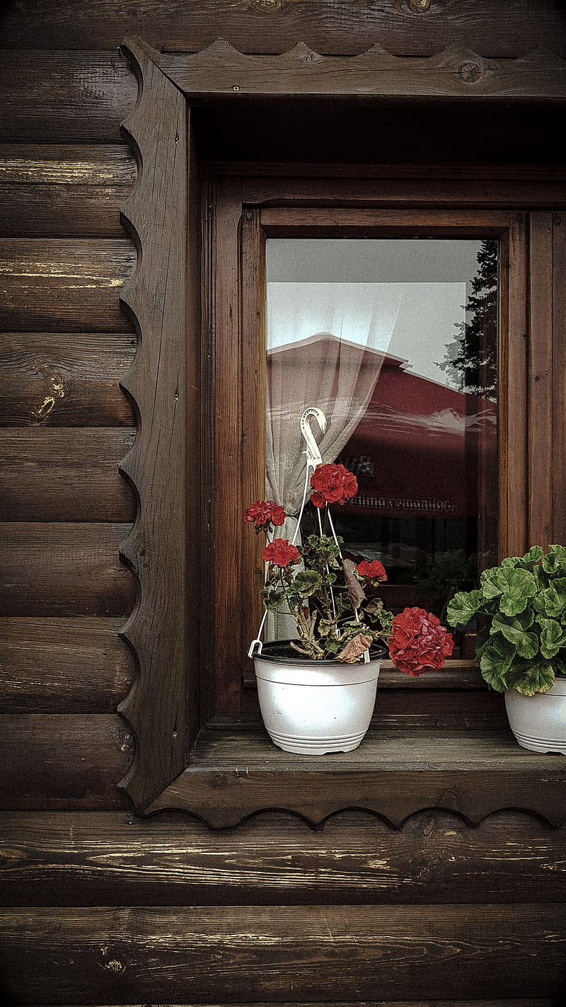 Window frame, flower, glass, green, red, wood, HD phone wallpaper