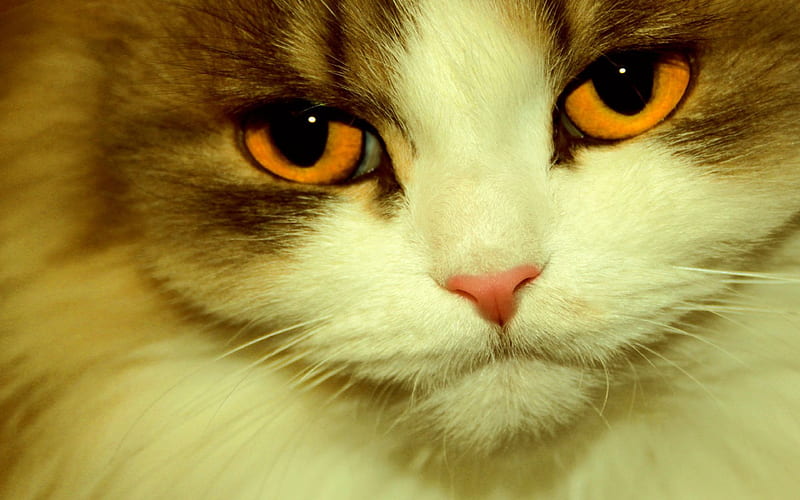 Look my eyes!, pet, cat, kitten, animal, HD wallpaper