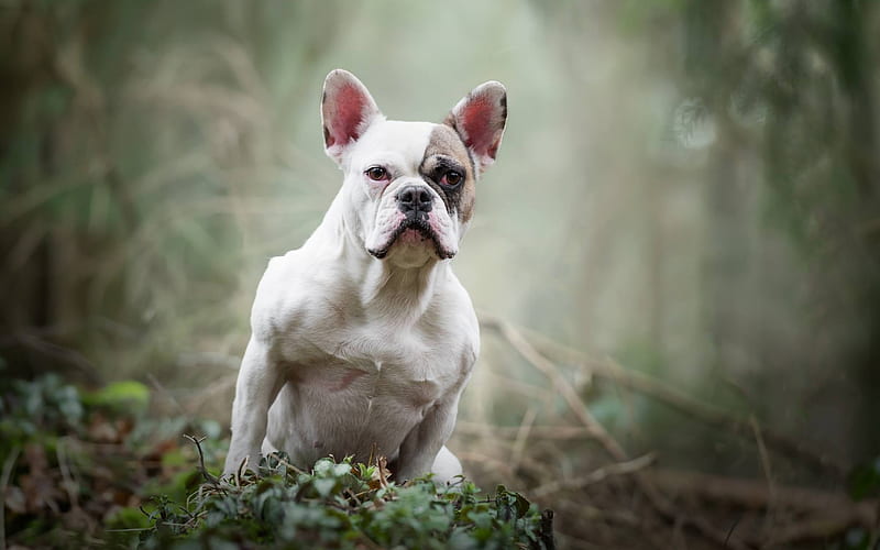 French Bulldog, white puppy, small white dog, pets, dogs, HD wallpaper