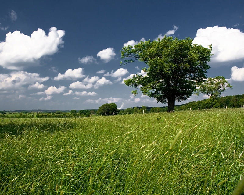 Landscape of Ireland, puffy clouds, tree, ireland, grassy field, HD wallpaper