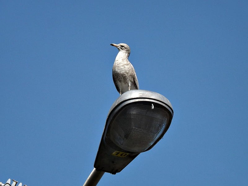 seagull, bird, white, sky, blue, HD wallpaper