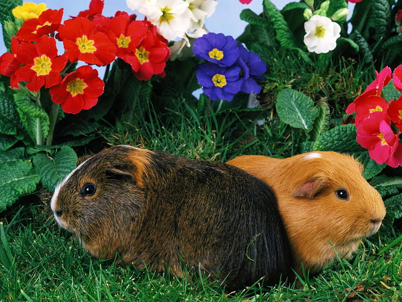 Guinea pig, cute, grass, flowers, animals, HD wallpaper