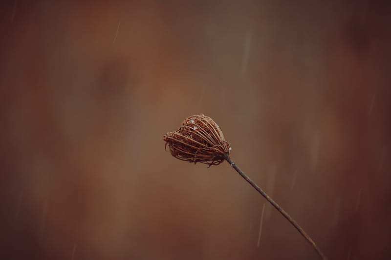 brown dried flower in tilt shift lens, HD wallpaper