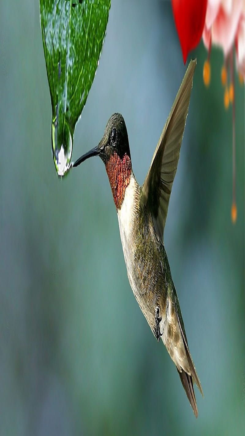 Hummingbird Drinking, bonito, birds, nature, water, HD phone wallpaper