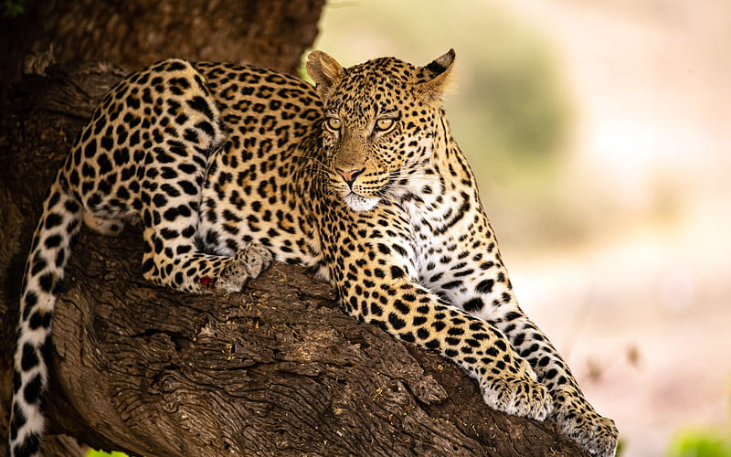 Relaxed Leopard 2021 Botswana National Park, HD wallpaper