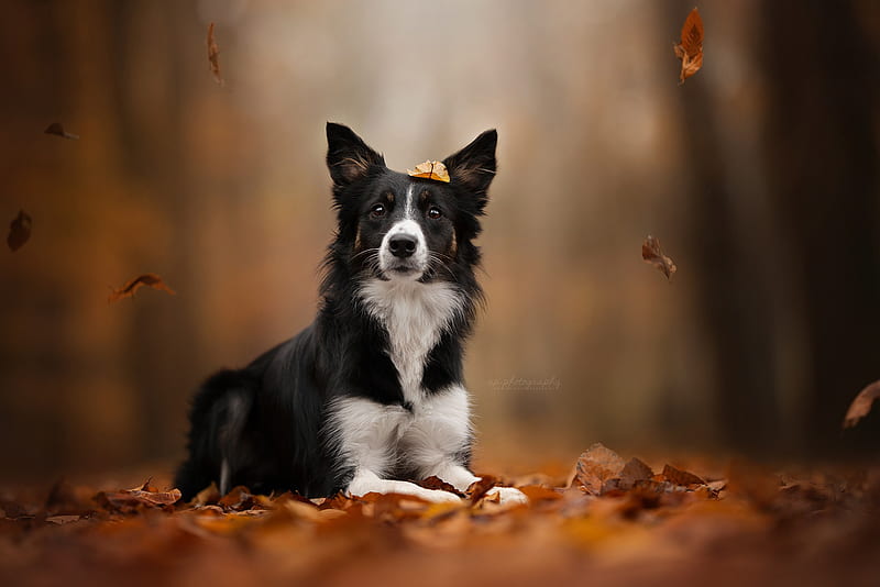 Dogs, Border Collie, Dog, Fall, Foliage, Leaf, Pet, HD wallpaper