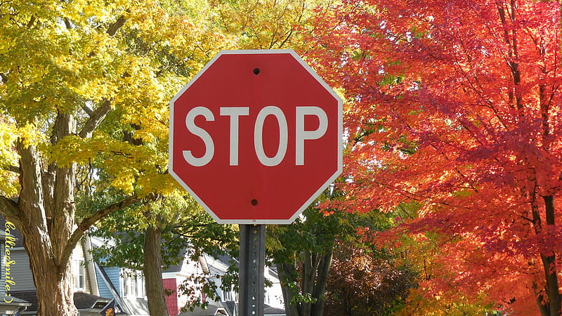 Autumn Stop Sign, brown, Stop Sign, scarlet, yellow, Autumn, trees, reds, leaves, Fa11, Traffic Signals nSigns, HD wallpaper