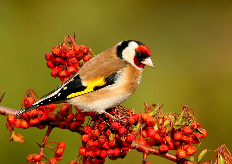 Goldfinch 2, fruit, bird, colors, nature, small, animals, HD wallpaper