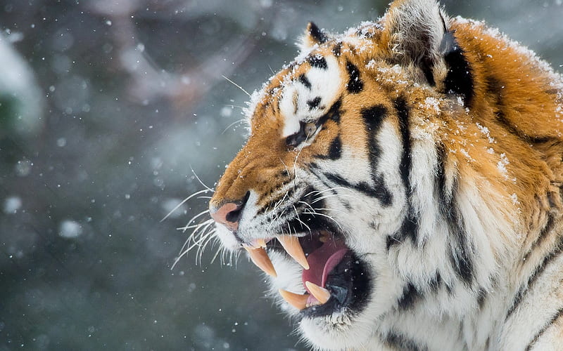 tiger winter, wildlife, muzzle, predators, HD wallpaper