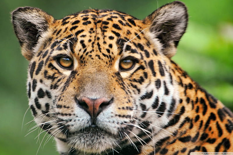 Jaguar, bo, ll, HD wallpaper