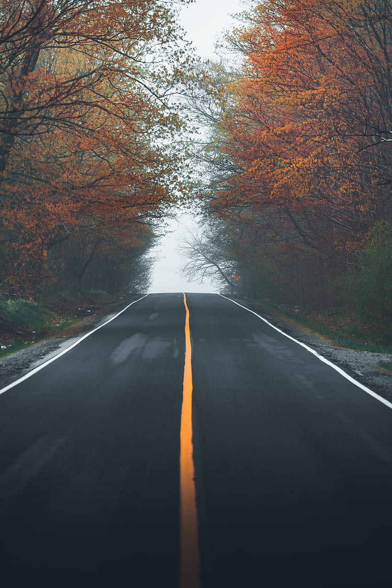 Road, asphalt, trees, fog, HD phone wallpaper | Peakpx