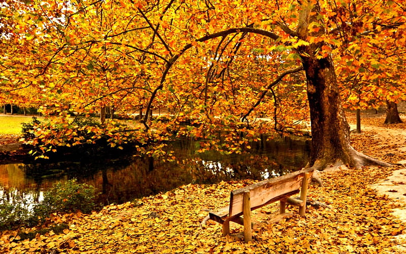 Carpet of Leaves, autumn, woods, autumn leaves, bonito, leaves, splendor, autumn splendor, beauty, reflection, forest, lovely, romantic, view, romance, bench, trees, lake, tree, water, autumn colors, peaceful, nature, HD wallpaper