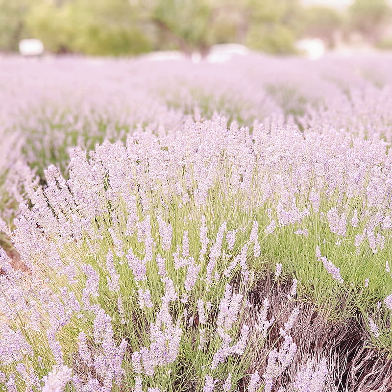 LavenderScreen, color, ping, burst, lavender, garden, HD phone wallpaper