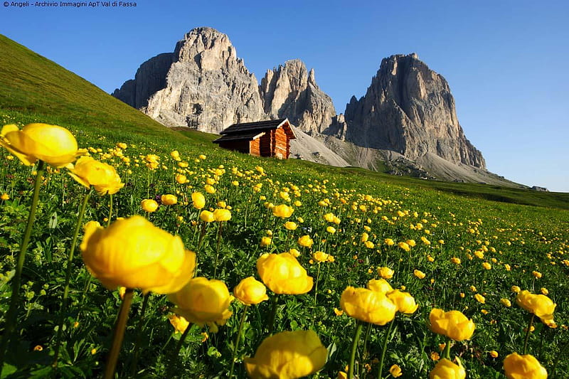 Cabaña en la ladera, montaña, cabaña, flores amarillas, pendiente,  naturaleza, Fondo de pantalla HD | Peakpx