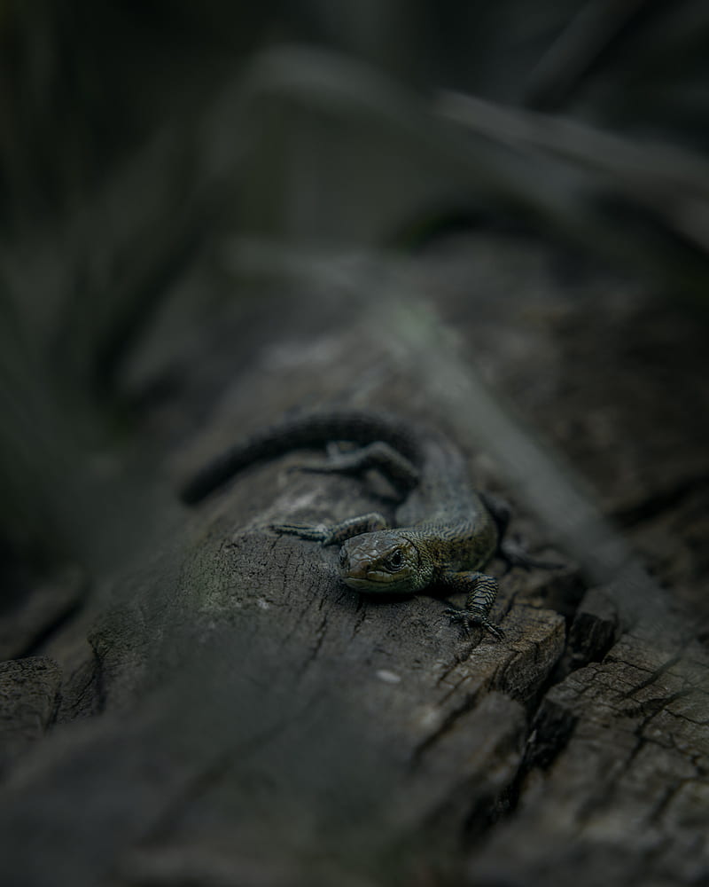 lizard, mimicry, reptile, stone, HD phone wallpaper