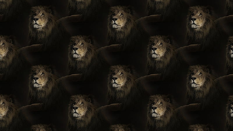 Texture, pattern, wild, black, paper, cat, lion, animal, HD wallpaper