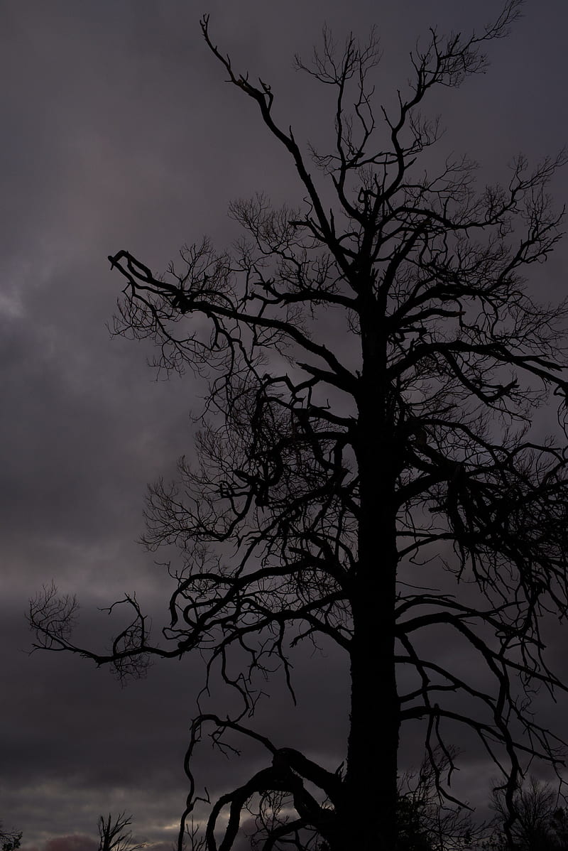 tree, branches, silhouette, sky, HD phone wallpaper