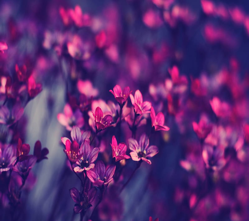 Purple Flowers nature, HD wallpaper | Peakpx