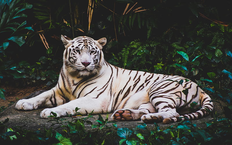 White tiger, predator, rare animals, Asia, forest, wildlife, tigers, HD  wallpaper | Peakpx