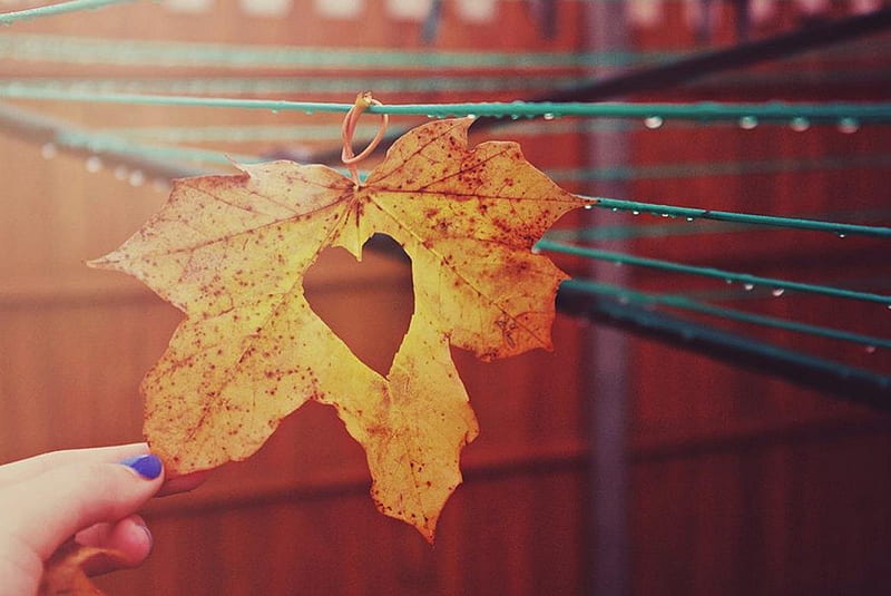 Loving autumn, autumn, graphy, heart, leaf, HD wallpaper | Peakpx