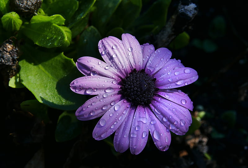 flower, purple, daisy, petals, HD wallpaper