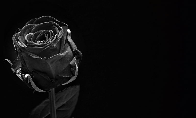 black rose, close-up, Flowers, HD wallpaper