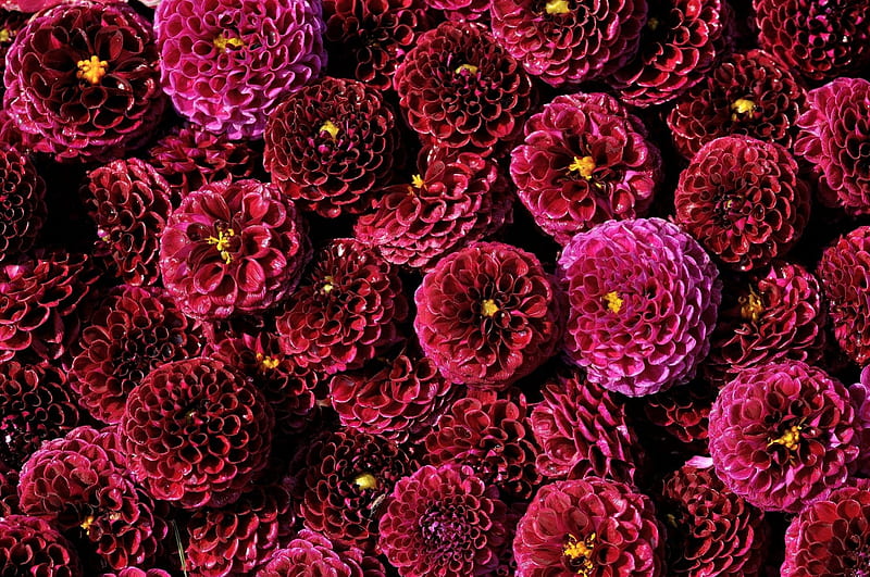 *** Purple Dahlias ***, dalie, purpurowe, kwiaty, nature, HD wallpaper