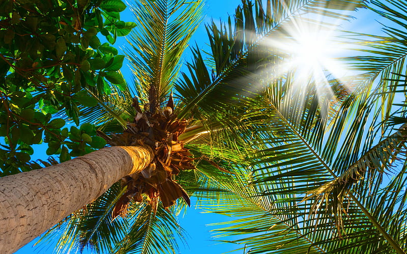 Palm tree, blue sky, palm leaves, coconuts, summer, vacation, travel, HD wallpaper