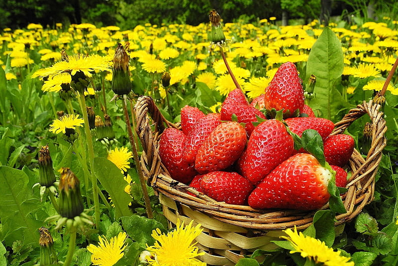 Strawberries, red, flowers, fields, HD wallpaper