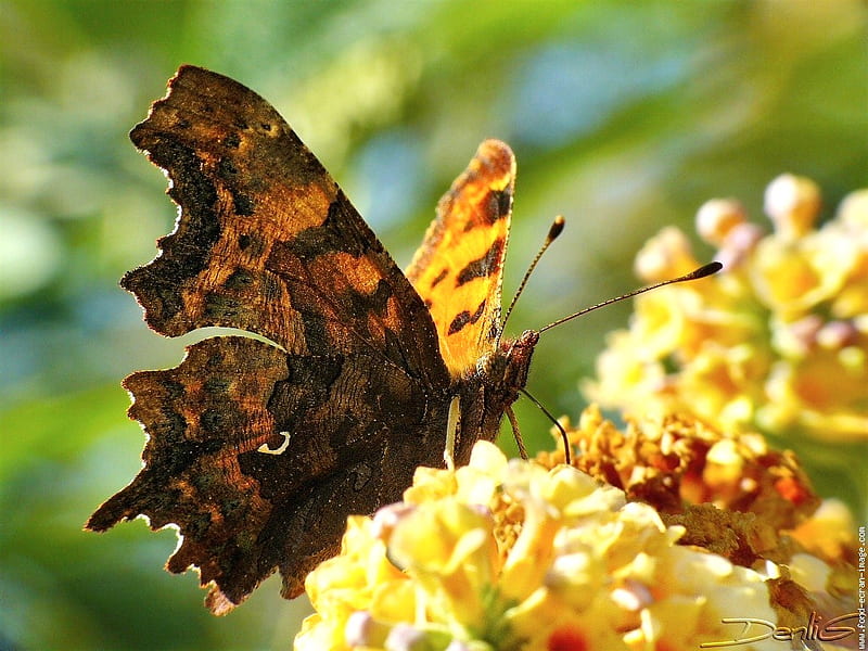 Frills, butterfly, lacewing, brown and black, flowers, yellow, HD wallpaper