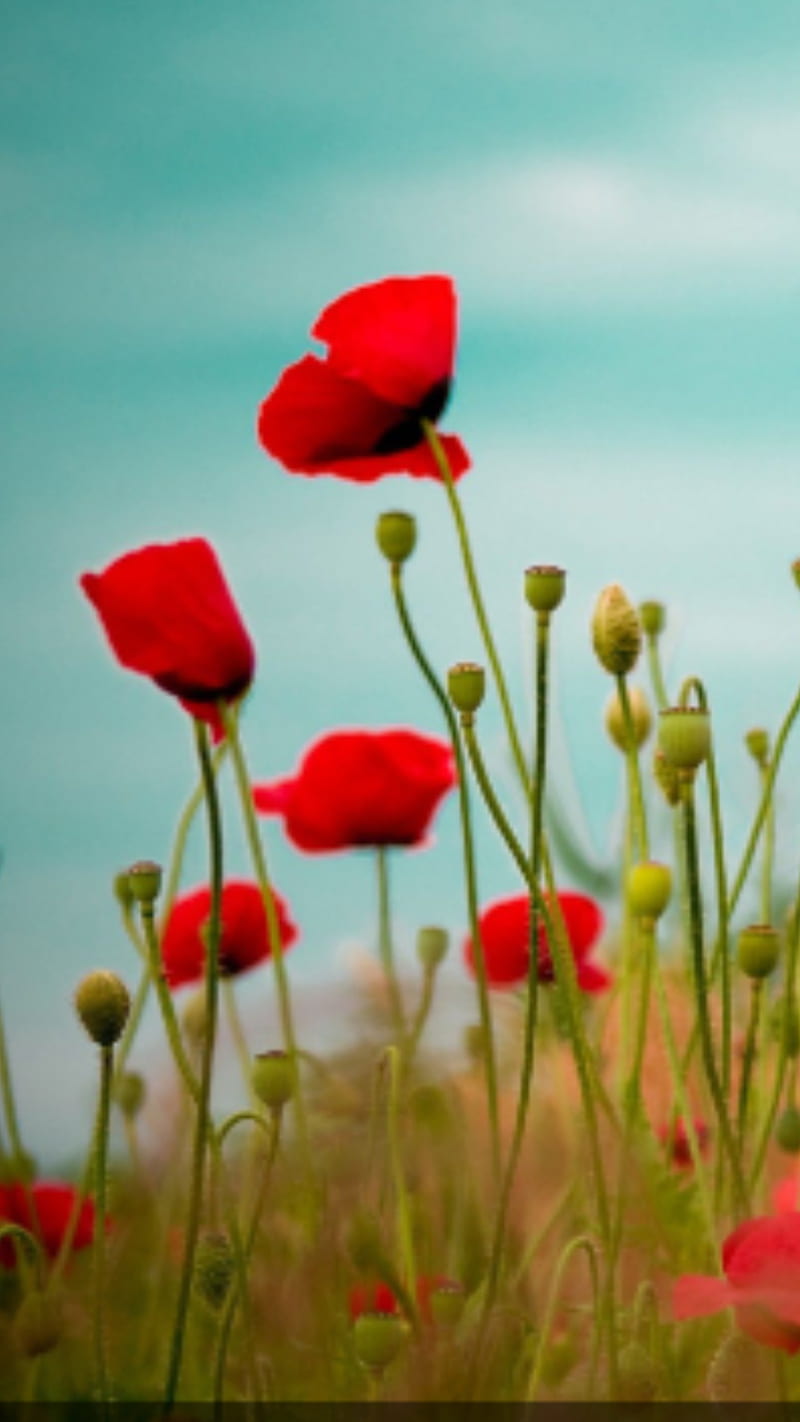 Poppies, flower, flowers, nature, poppy, poppy day, remembrance day, HD phone wallpaper